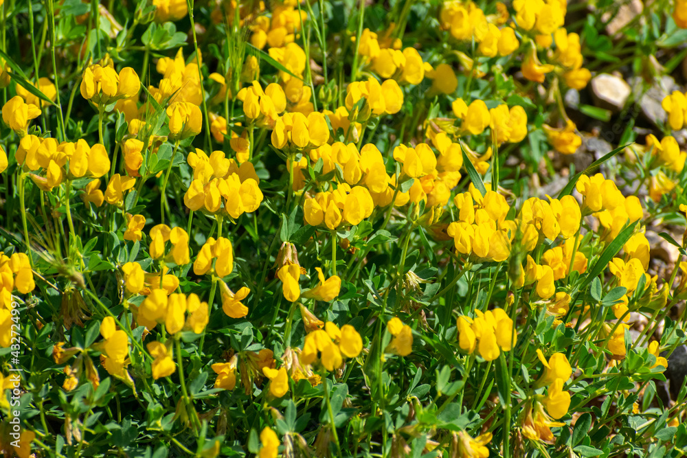 Close-up shot of Bird's-foot Trefoil (Lotus corniculatus) Close-up shot of Bird's-foot Trefoil (Lotus corniculatus)