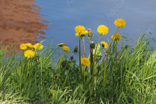 Żółte dmuchawce na tle wody wiosną