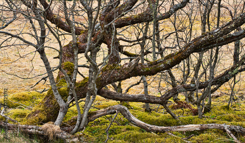 Twisted branch patterns with moss © mscornelius