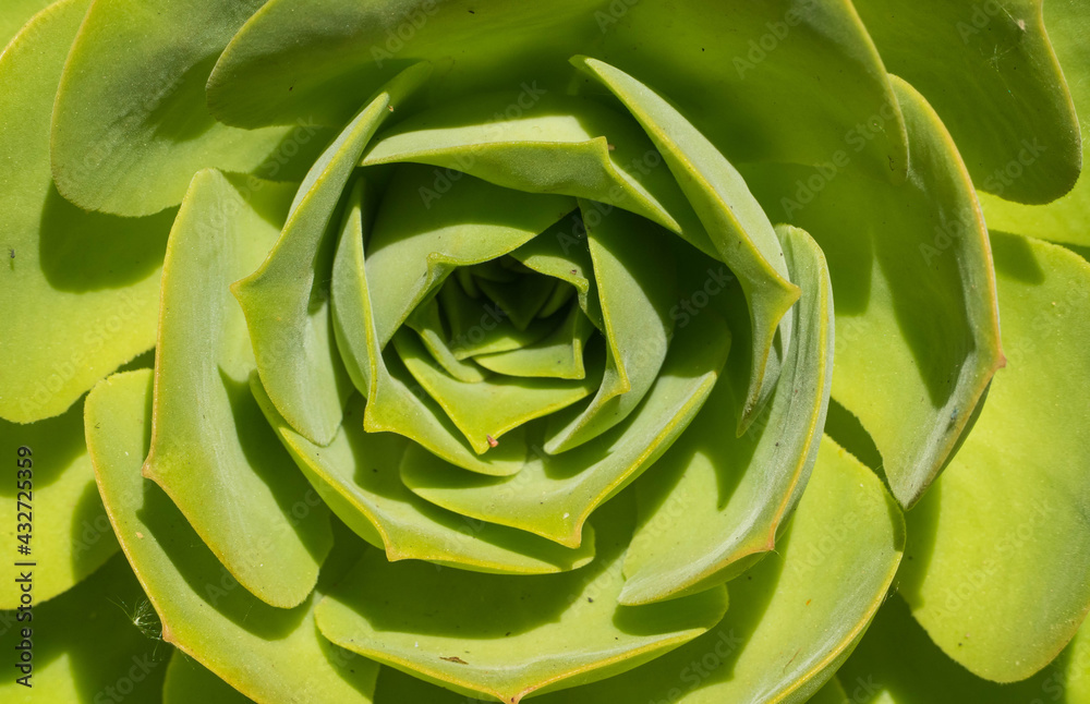 Sukkulent Nahaufnahme