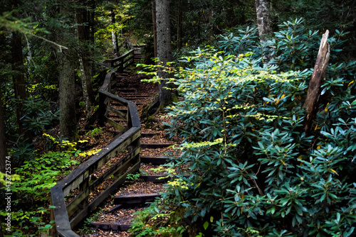 Vászonkép Wooden boardwalk steps stairs hiking trail to Falls of Hills Creek waterfall in