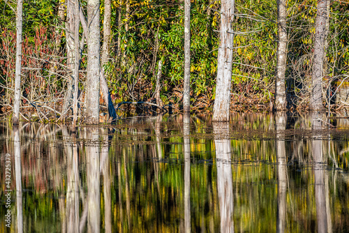 Wilderness lake landscape pond marsh, flooded bog with autumn fall forest trees colorful foliage reflection with many dead plants in West Virginia photo