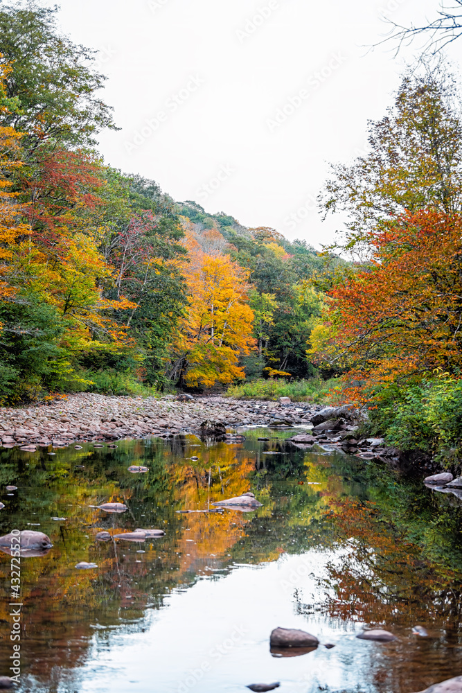 Vertical view on morning nature landscape of Tea creek river in colorful autumn fall with forest trees foliage and rocks stones in shallow water with reflection in West Virginia