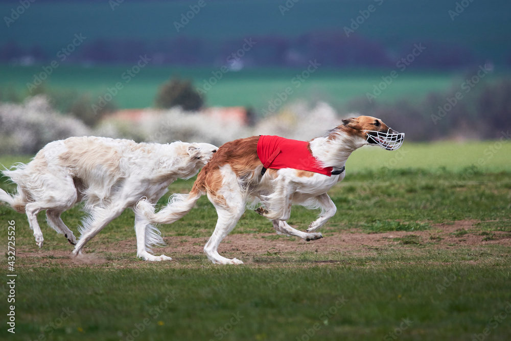 beautiful and cheerful barzoj dog or Russian hound running on a field path in a meadow in autumn beautiful and cheerful barzoj dog or Russian hound running on a field path in a meadow in autumn