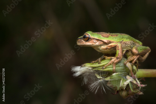 green frog on plant