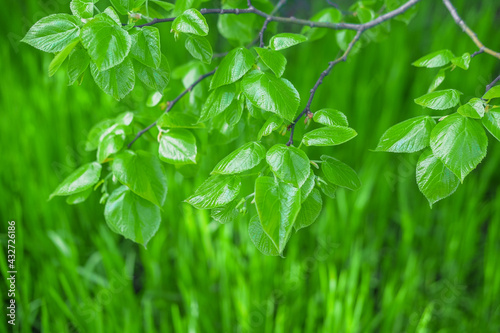 Green leaves in forest for background and wallpaper