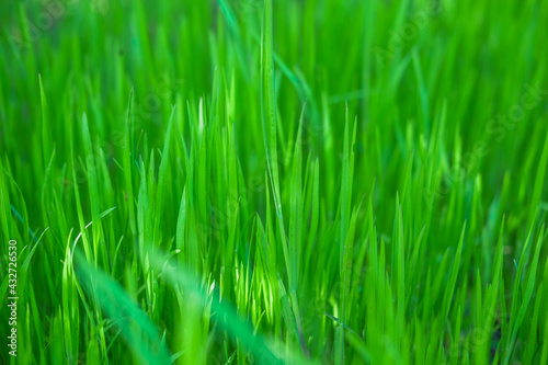 Nature in spring. Thick green grass background texture. Element of design.