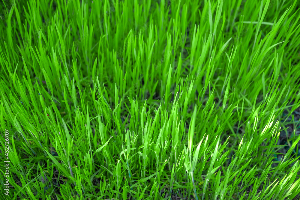 Nature in spring. Thick green grass background texture. Element of design. Nature in spring. Thick green grass background texture. Element of design.