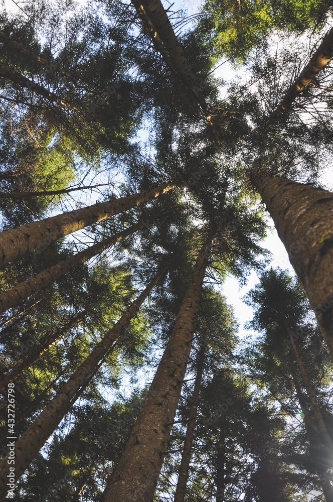 Fototapeta premium Up in the trees you'll find light