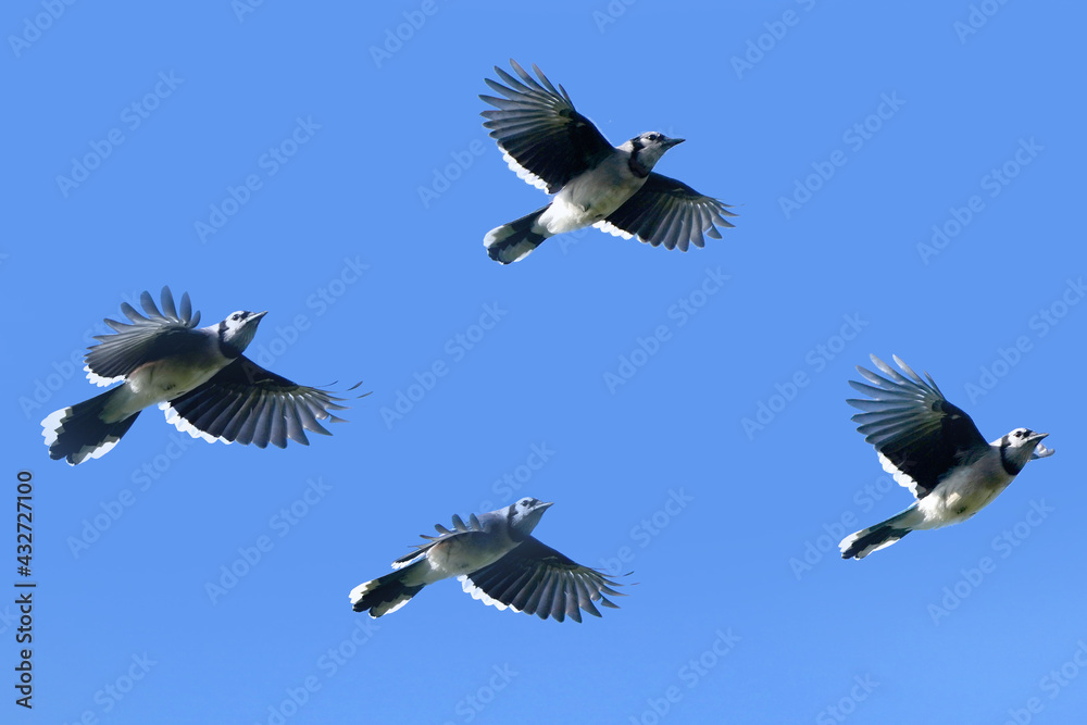 Obraz premium Blue Jay flying in flock overhead