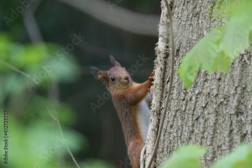 Ecureuil dans un arbre photo