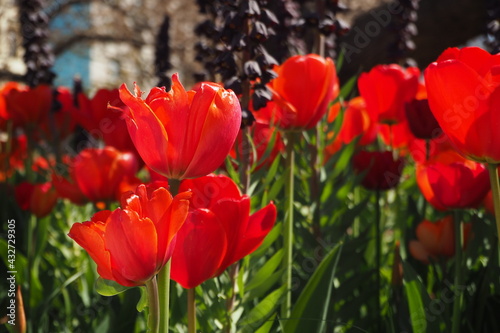 Jaskrawe czerwone tulipany w kwietniku z makro zbliżeniem