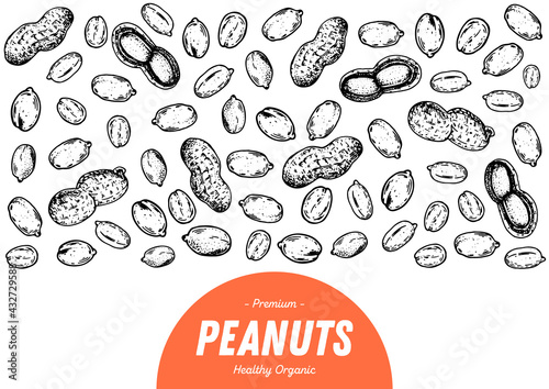 Peanuts hand drawn sketch. Nuts vector illustration. Organic healthy food. Great for packaging design. Engraved style. Black and white color.