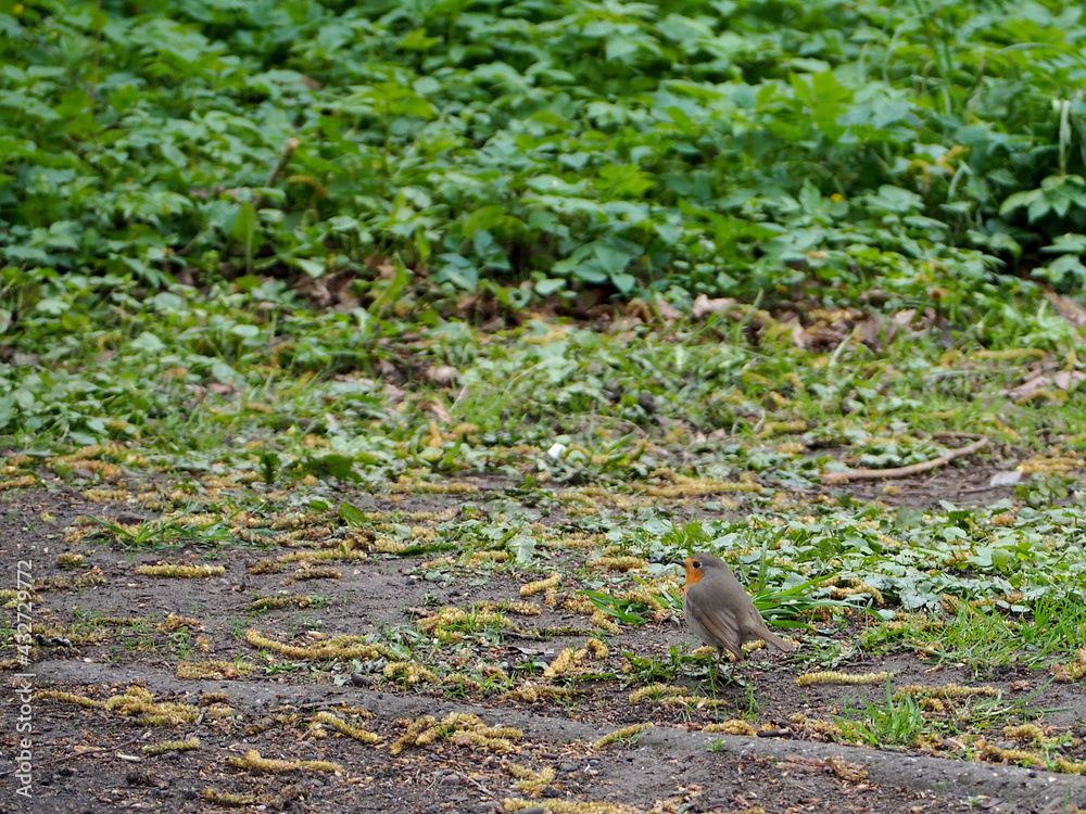 small gray robin stands on the ground on a green background of leaves in the park. bird in the wild small gray robin stands on the ground on a green background of leaves in the park. bird in the wild