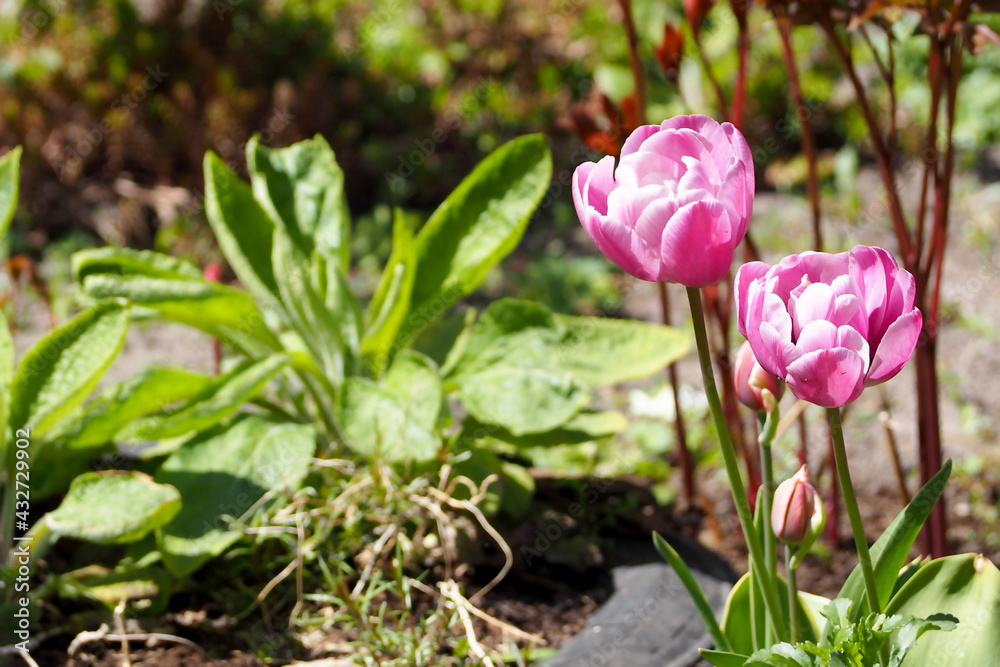 on the right, two buds of pink tulips grow in the garden on a sunny spring day, side view. garden in spring on the right, two buds of pink tulips grow in the garden on a sunny spring day, side view. garden in spring