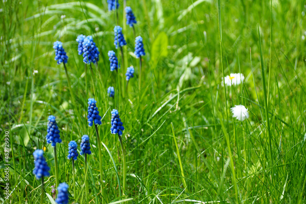 in the green grass in the garden there are many buds of the first spring flowers of muscari. side view in the green grass in the garden there are many buds of the first spring flowers of muscari. side view