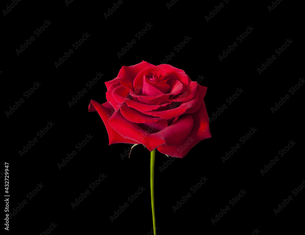 Red Rose Red Rose