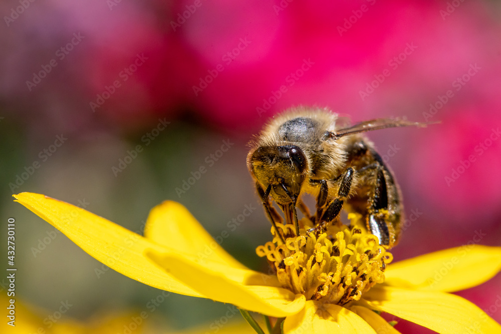 A honey bee collecting pollen at stamens in a flower. A bee working on a garden flower. A honey bee collecting pollen at stamens in a flower. A bee working on a garden flower.