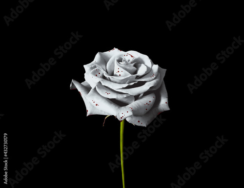 White Bloody Rose photo