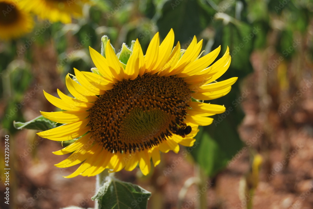 sunflower in the field sunflower in the field