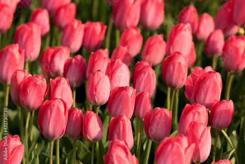 A field of tulips, the regular shapes of flowers in close-up. Pink tulips growing densely close to each other.