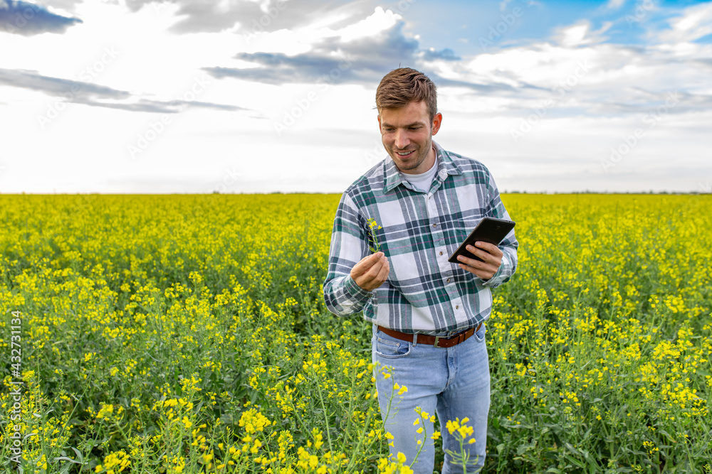 A smiling male farmer working with tablet on the rapeseed field.	