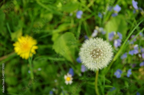 dandelions in a meadow