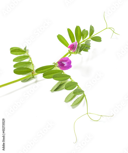 Tableau sur toile Common vetch