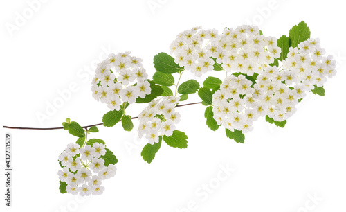 Spirea flowers photo