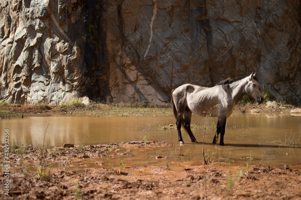 Naklejka premium Cavalos