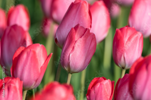 A field of tulips, the regular shapes of flowers in close-up. Pink tulips growing densely close to each other.