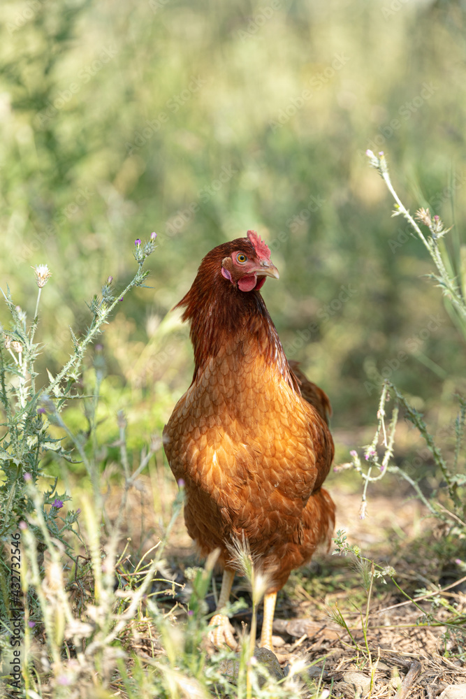 Fototapeta premium Red-headed laying hen free