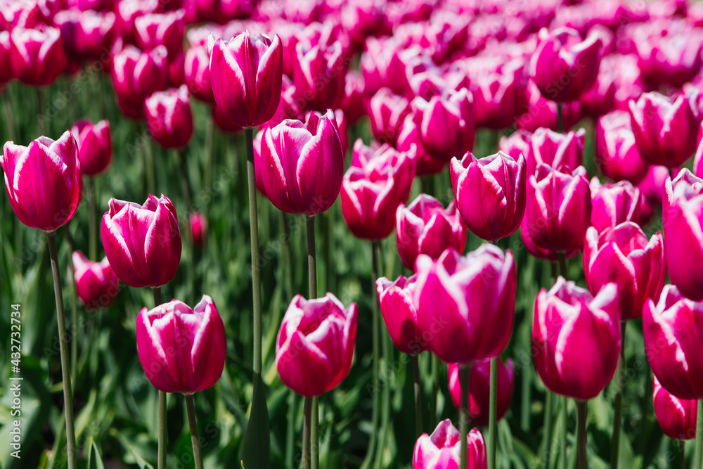 Flowers in the park on a flower bed.