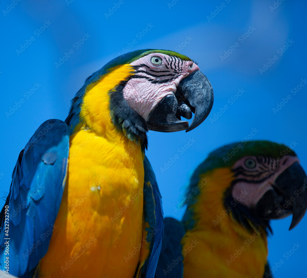 Fototapeta premium couple of yellow and blue parrots also named macaws