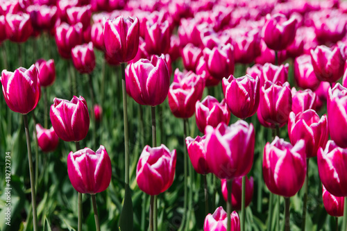 Flowers in the park on a flower bed.