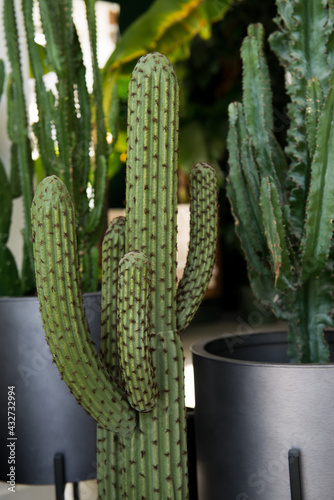 large green cactus in the interior. Big beautiful cactus in a pot.