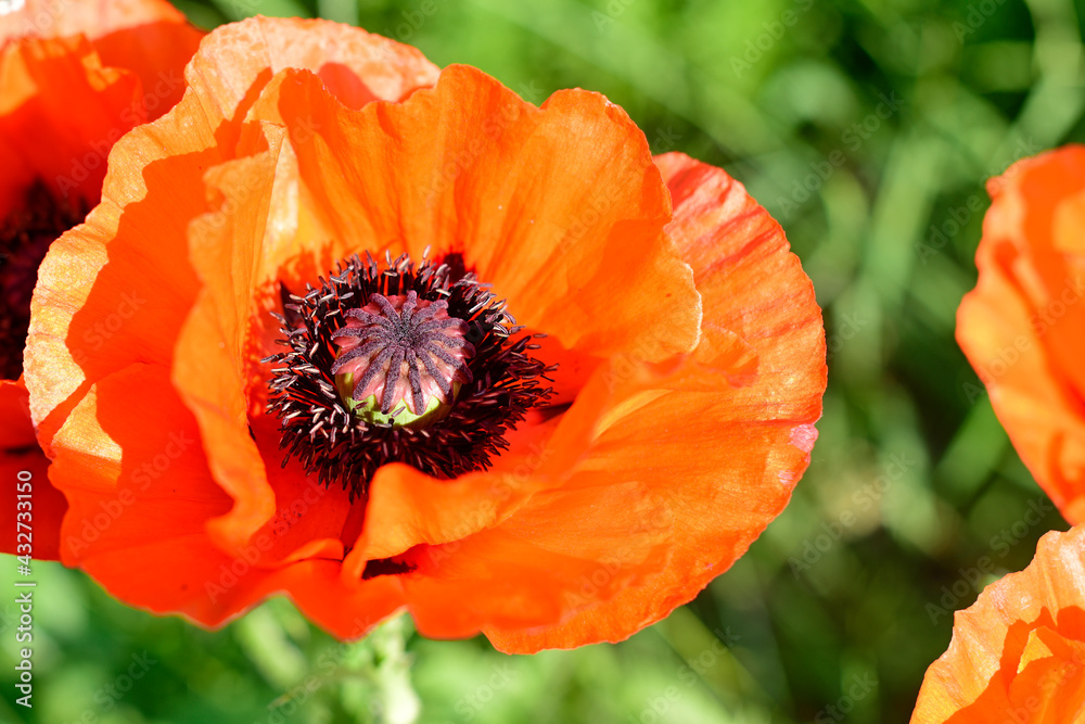 Close up of red wild poppy flower with a black middle against green ackground. Macro. Symbol of memory in World War II. Close up of red wild poppy flower with a black middle against green ackground. Macro. Symbol of memory in World War II.