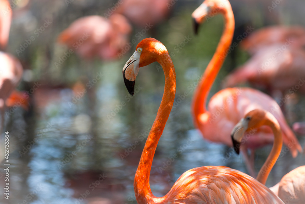 Obraz premium view of orange flamingos in a pond