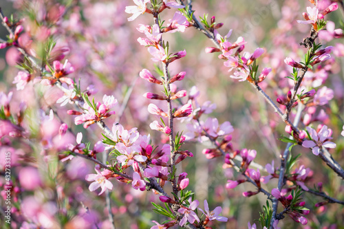 Wallpaper Mural Mendal tree in color in spring. Torontodigital.ca