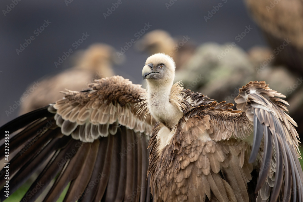 Griffon vulture on the rock. Detail of the vulture. Wildlife in the Rhodope mountains. Carnivore during winter. European nature. Griffon vulture on the rock. Detail of the vulture. Wildlife in the Rhodope mountains. Carnivore during winter. European nature.