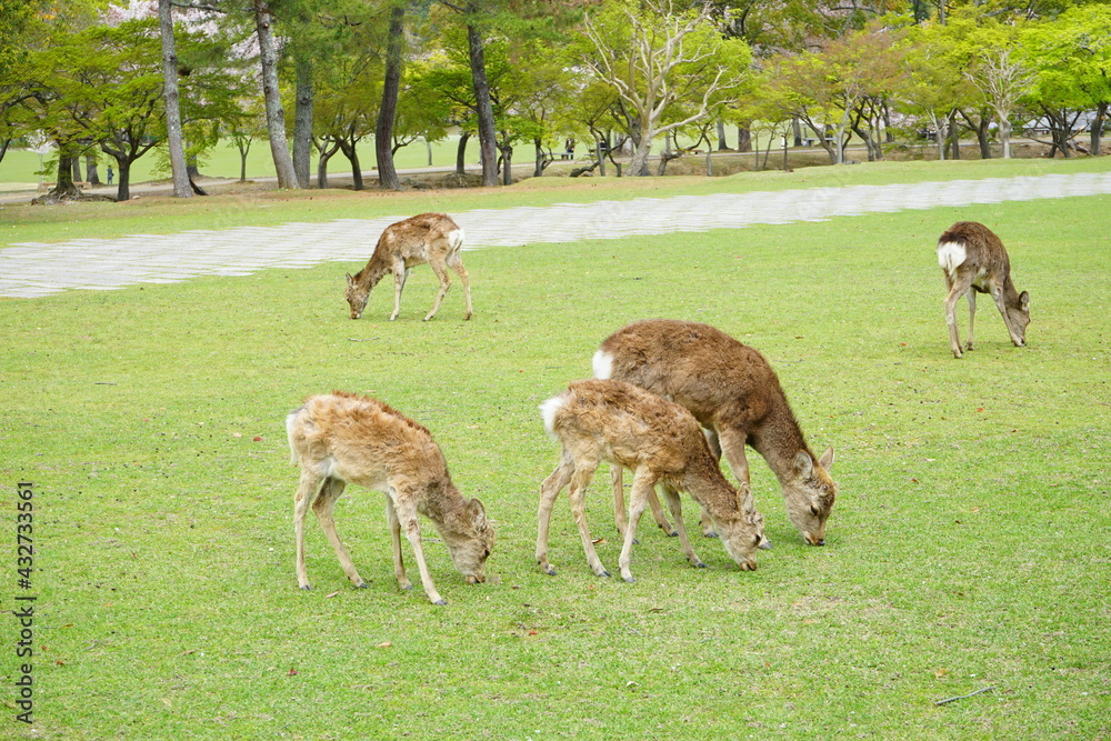 Wild deer eating green grass in Nara park, Japan - 日本 奈良 草を食べる奈良公園の鹿 Wild deer eating green grass in Nara park, Japan - 日本 奈良 草を食べる奈良公園の鹿