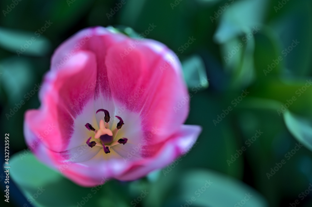 Beautiful closeup top view of spring pink white yellow tulip petals in the garden of Dublin, Ireland. Soft and selective focus. High resolution macro Beautiful closeup top view of spring pink white yellow tulip petals in the garden of Dublin, Ireland. Soft and selective focus. High resolution macro