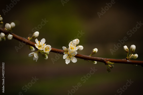 Plum blossoms. Green blurred background