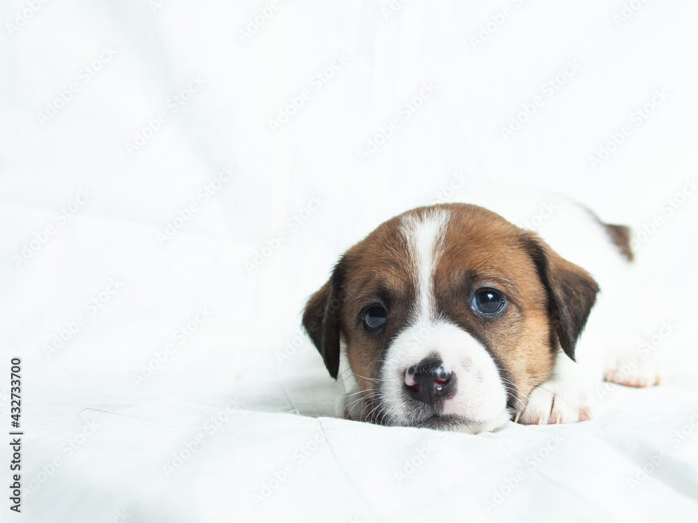Parson Russell Terrier puppies in front of white background Parson Russell Terrier puppies in front of white background