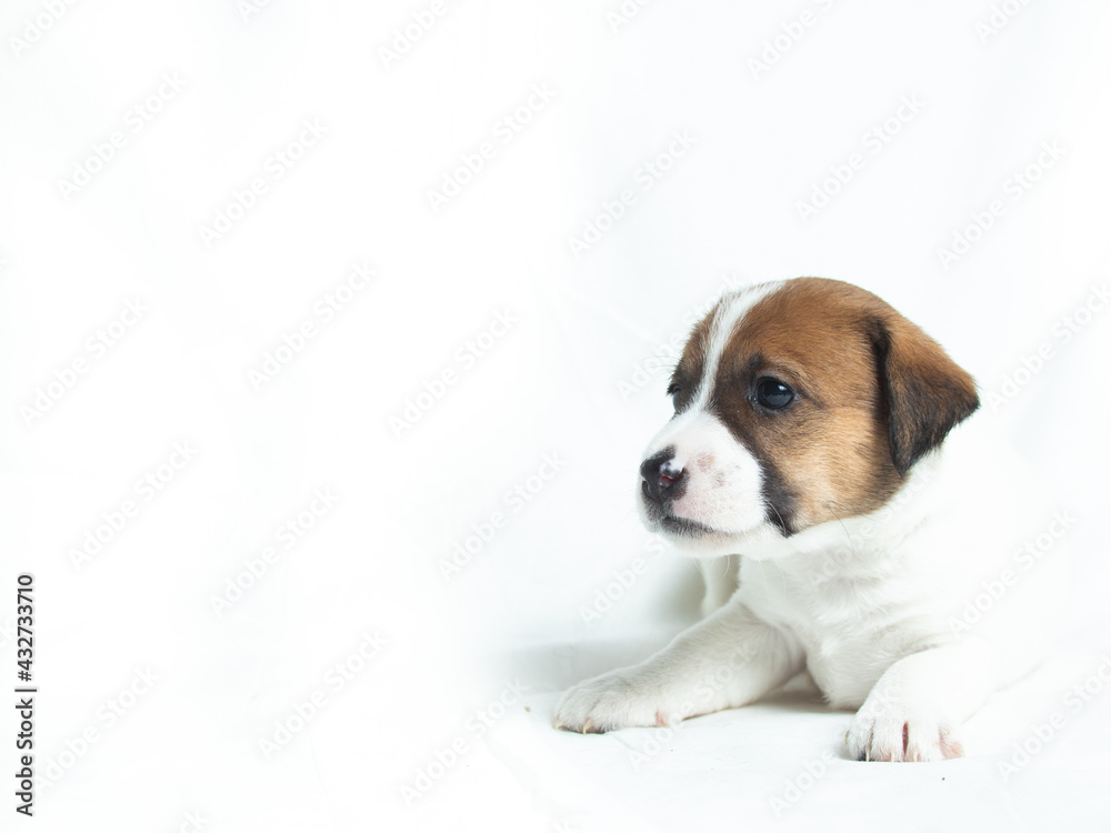 Parson Russell Terrier puppy standing in front of white background