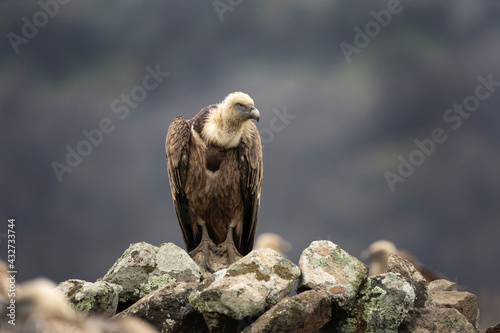 Griffon vulture on the rock. Detail of the vulture. Wildlife in the Rhodope mountains. Carnivore during winter. European nature.