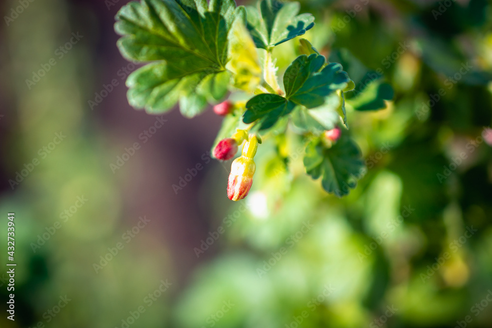 A bee collects nectar on currant branches. A bee collects nectar on currant branches.