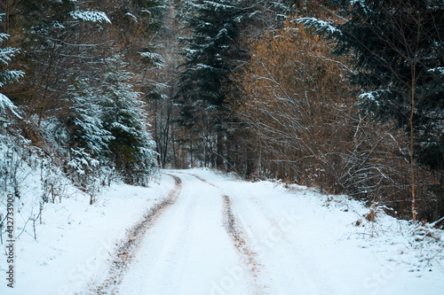 Road in a snowy forest in winter