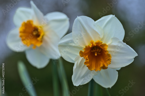 Beautiful closeup view of a couple of spring white daffodils  Narcissus  with orange corona at Marlay Park  Dublin  Ireland. Soft and selective focus