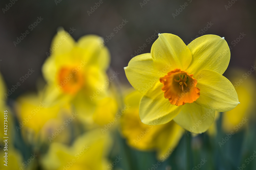 Beautiful low ground closeup view of single spring yellow daffodil (Narcissus) flower with orange corona at Marlay Park, Dublin, Ireland. Soft and selective focus. Flower dreamland. April yellow